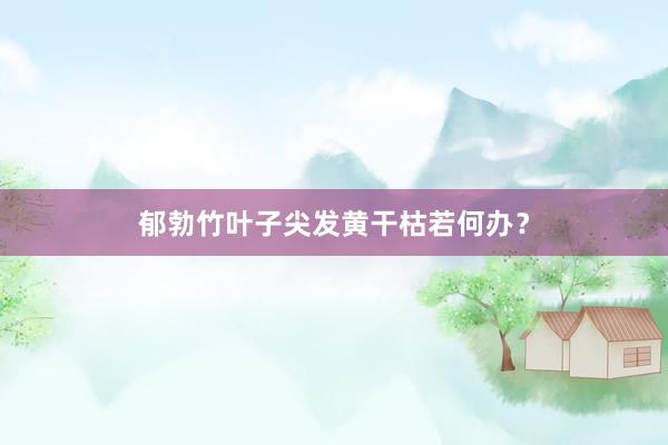 郁勃竹叶子尖发黄干枯若何办？